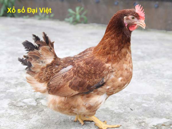 Mơ thấy gà mái có điềm báo gì