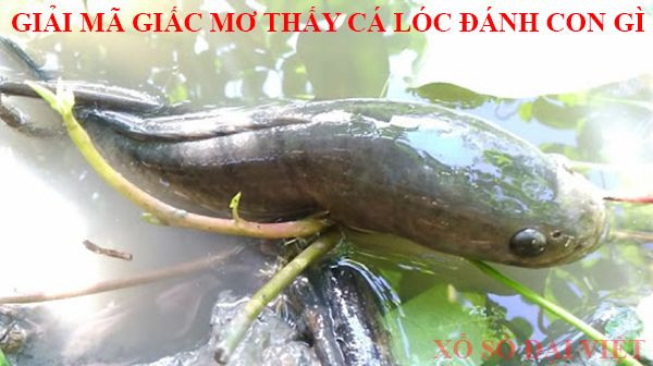 nằm mơ thấy cá lóc