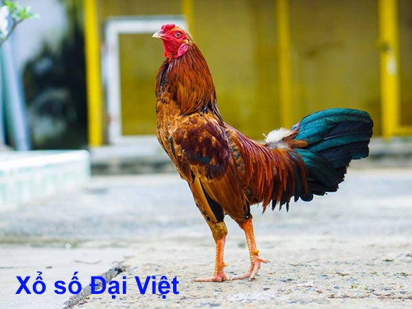 Mơ thấy gà đánh con gì