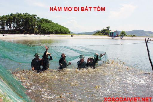 mơ đi bắt tôm