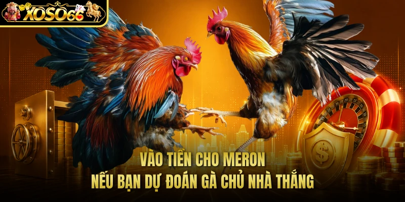 Vào tiền cho Meron nếu bạn dự đoán gà chủ nhà thắng